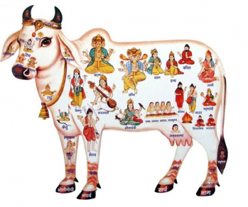 cow-india